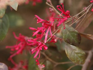 校园美景之十一