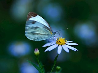 （崇恩华）蝶恋花
