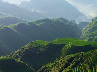 （崇恩华）绿色阶梯