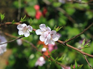 春日小拍-桃花徐颖